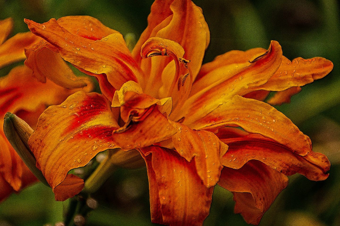 Tripledayliliy 1