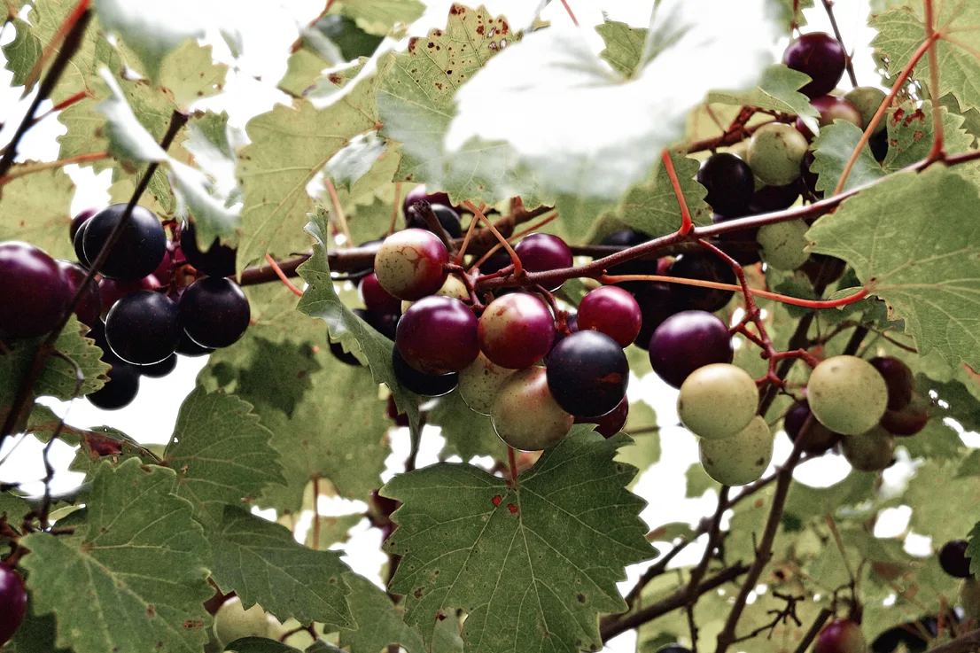 Grapes 2