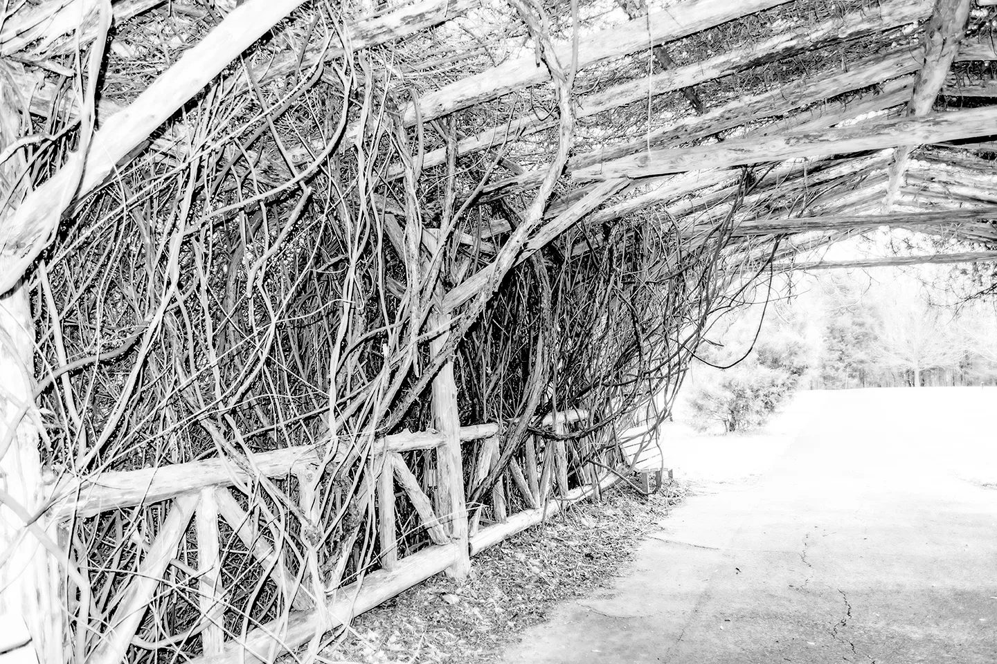 Arbor 1