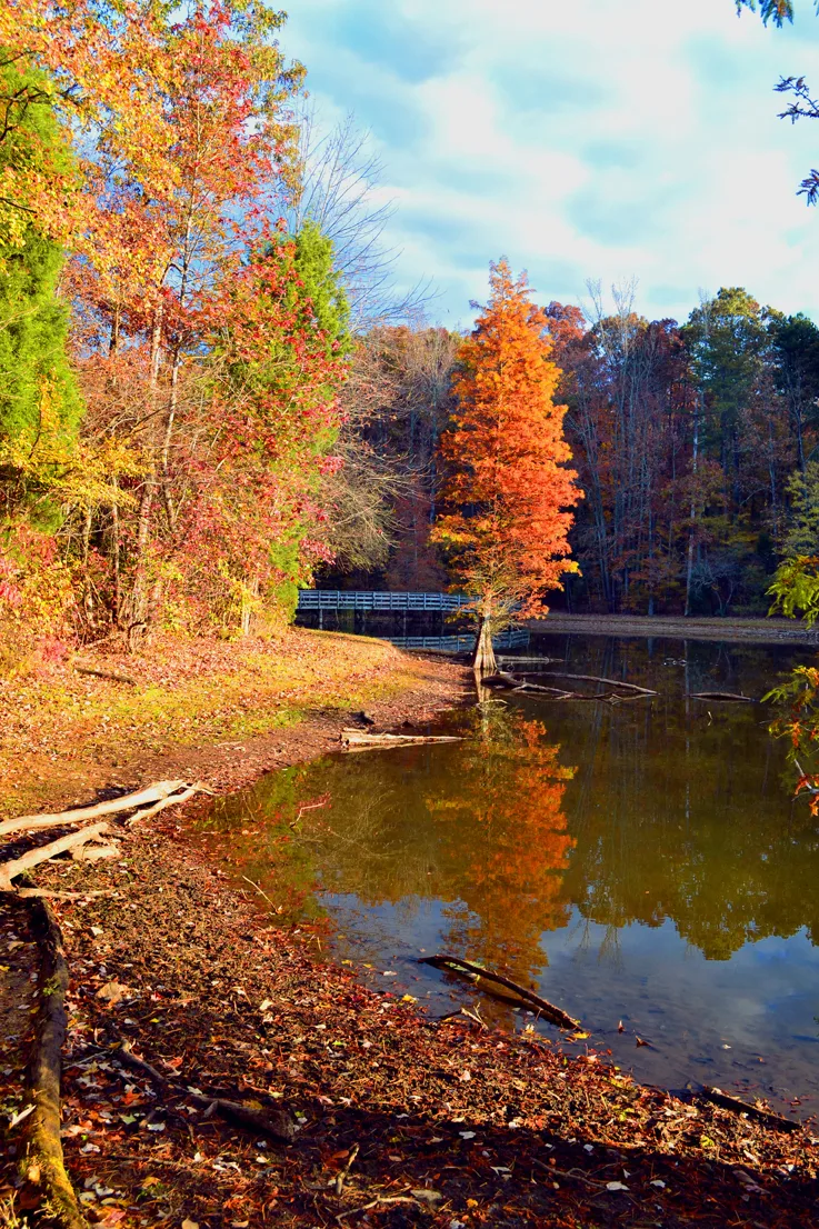 autumn Dan Nicholas