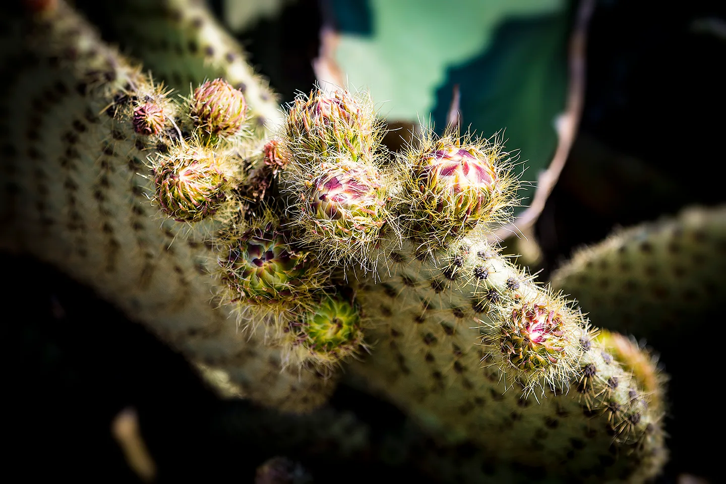 Cactus 1