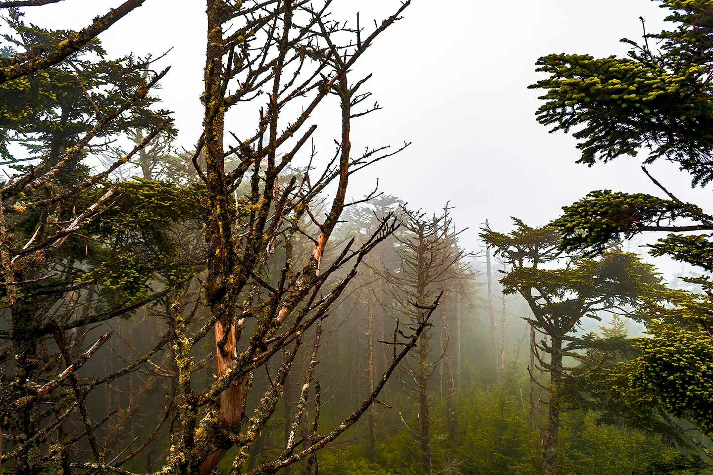 Clingmansdome 2