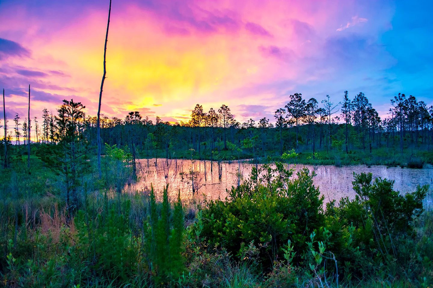 Flswamp 3