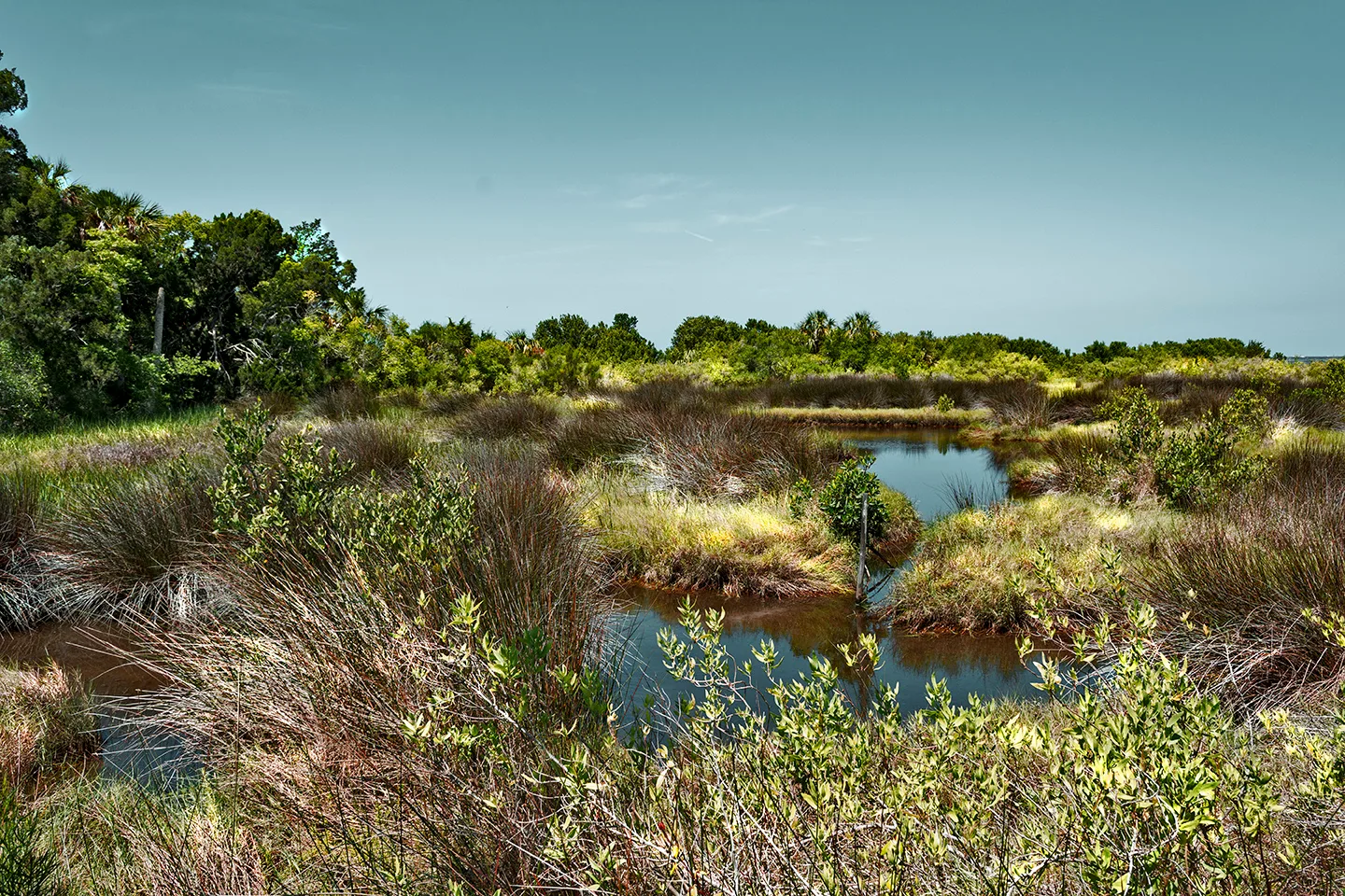 Cedarkey 10