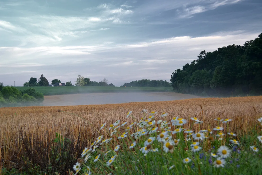 Field Fog