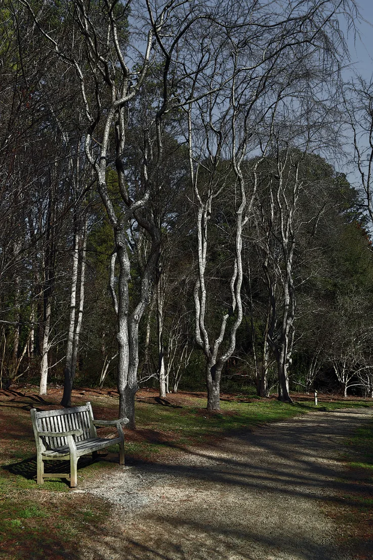 Hurley Park Bench 2