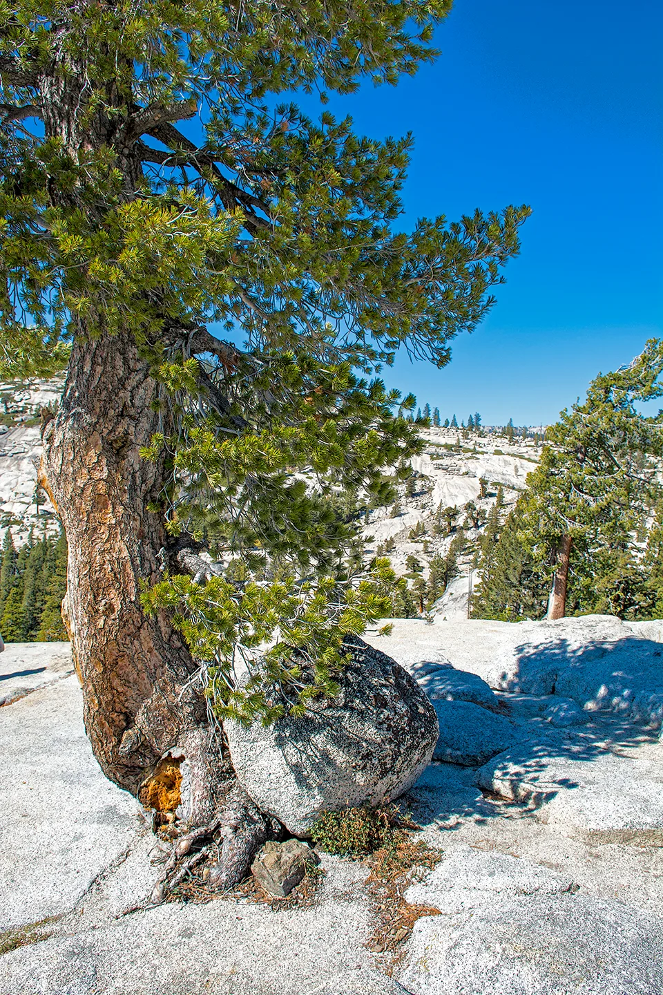 Yosemite 36