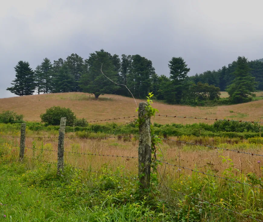 Parkway Landscape