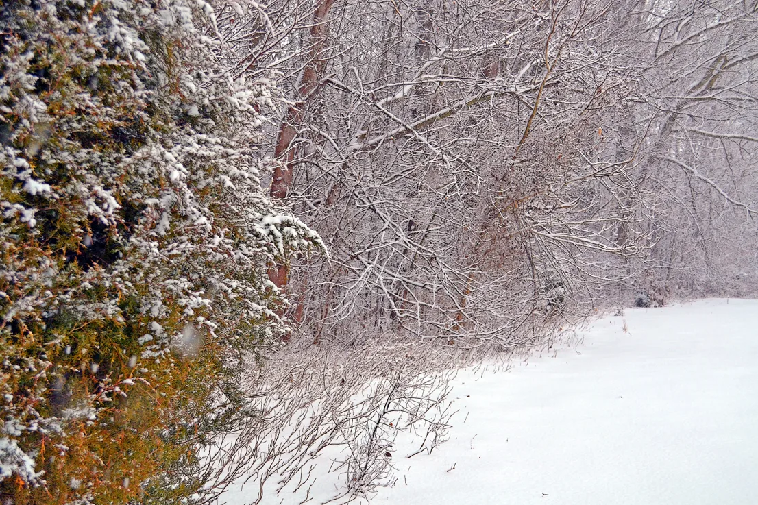 Yard Snow 16
