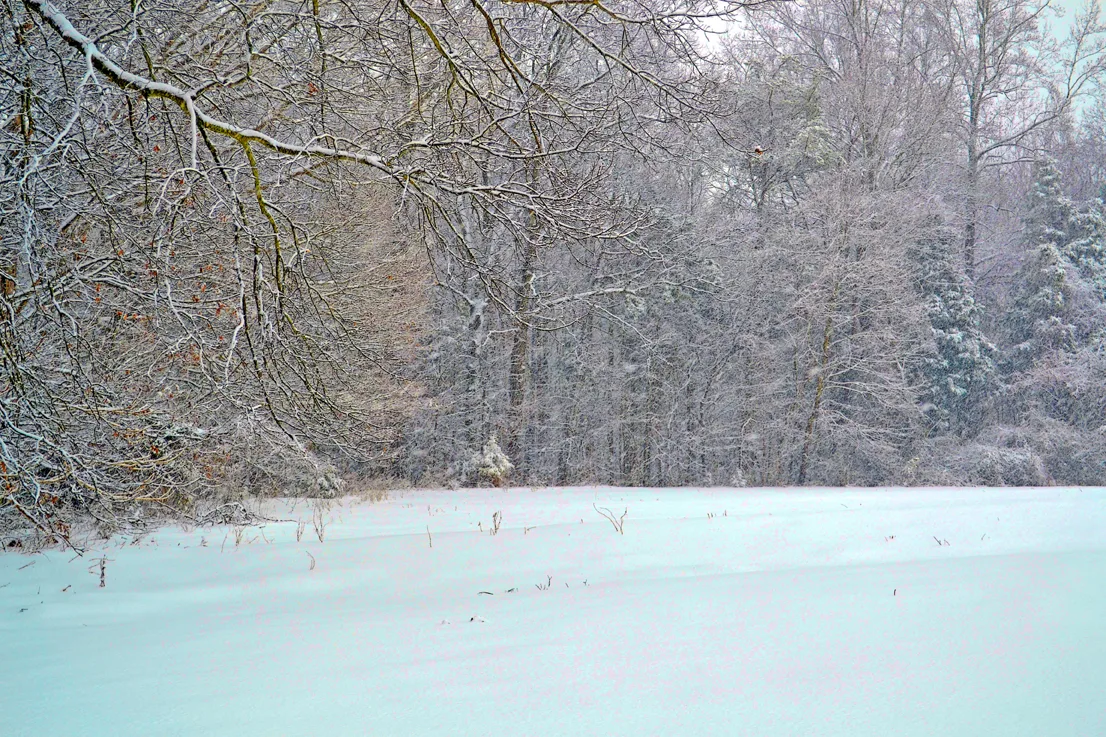 Yard Snow 24