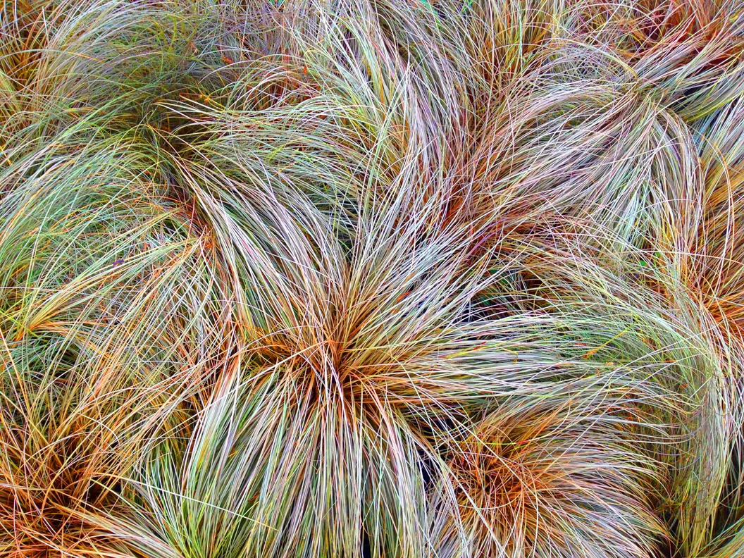 Grass