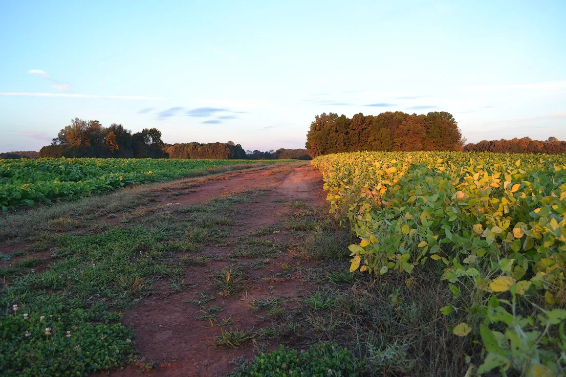 Cc Road 11