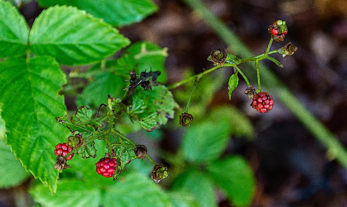 Plants & Flowers
