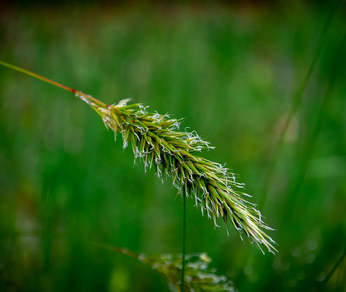 Weedgrass 1