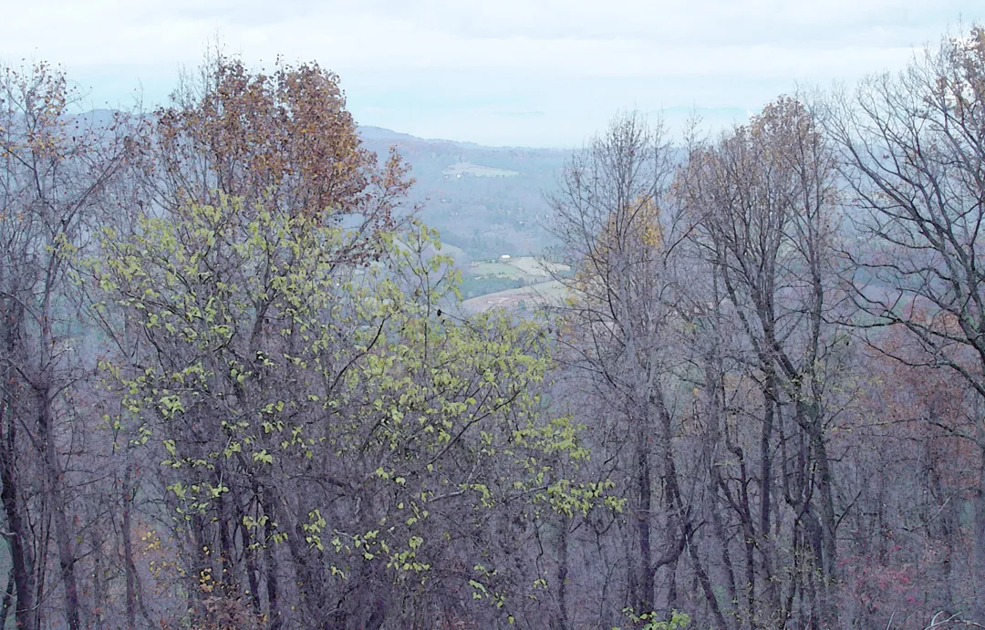 Treeswc