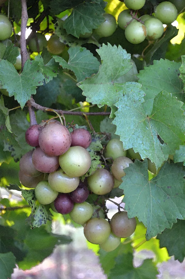 Grapes Cc