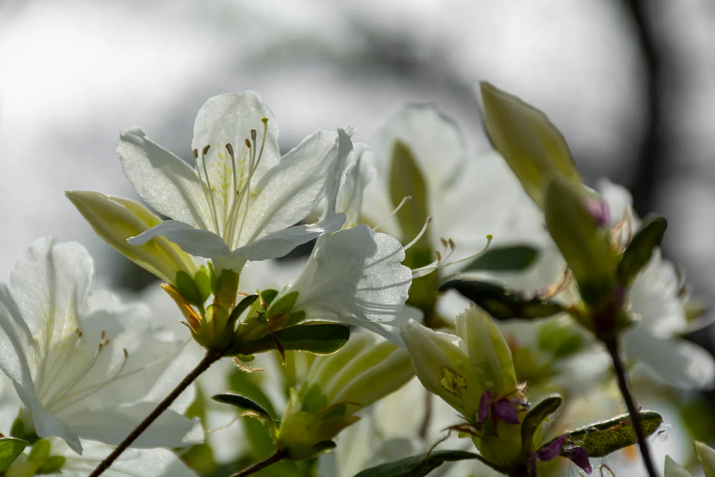 Whiteazalea 1