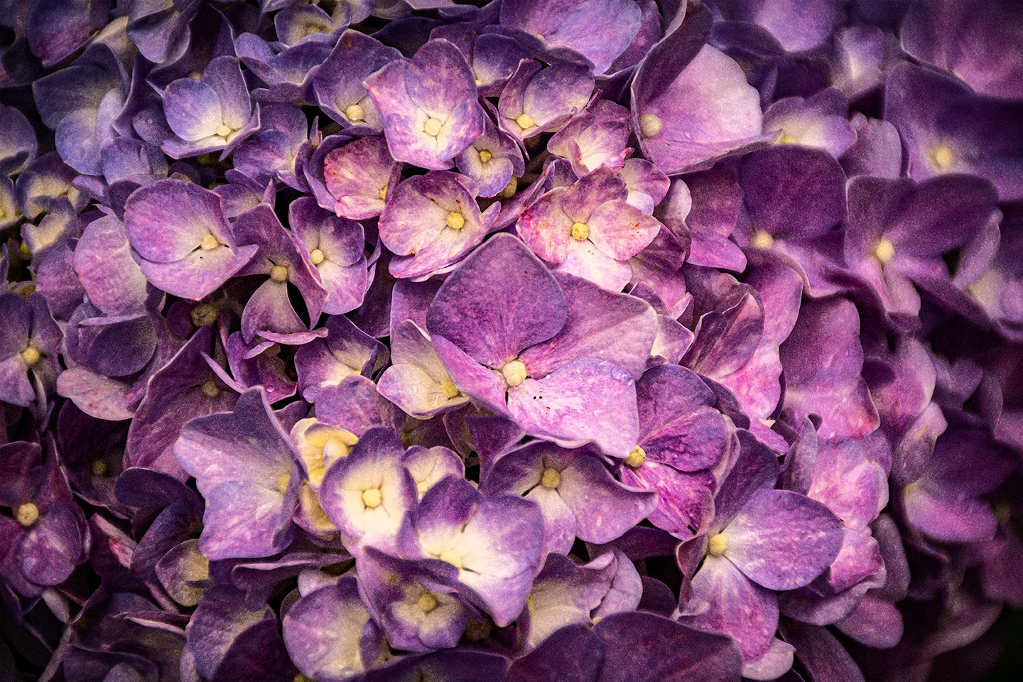 Purplehydrangea 2
