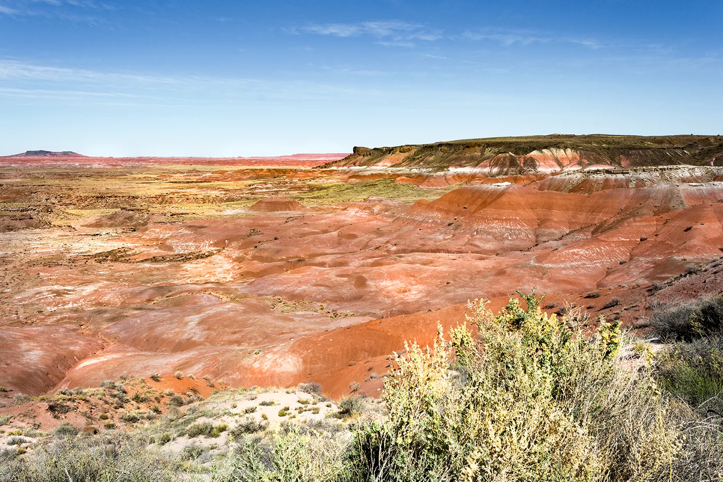Petrfiedforrest 38