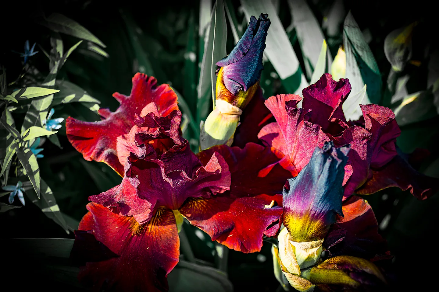 Iris 1
