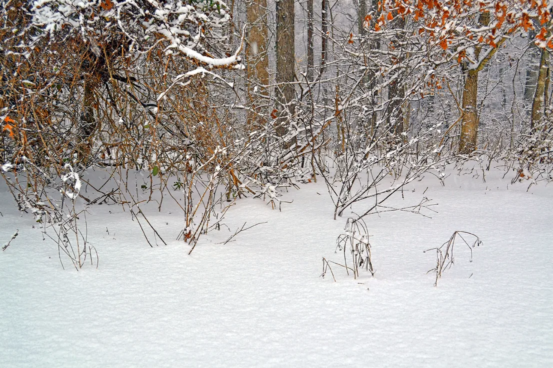 Yard Snow 21
