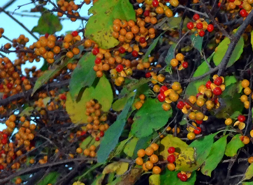 Berries 2