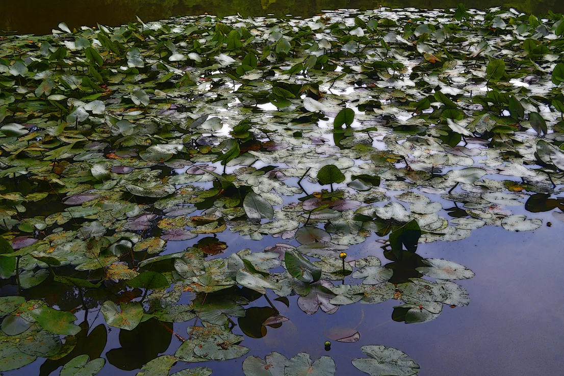 Lily Pad Scl 2