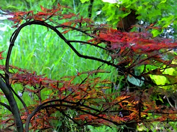Maple
