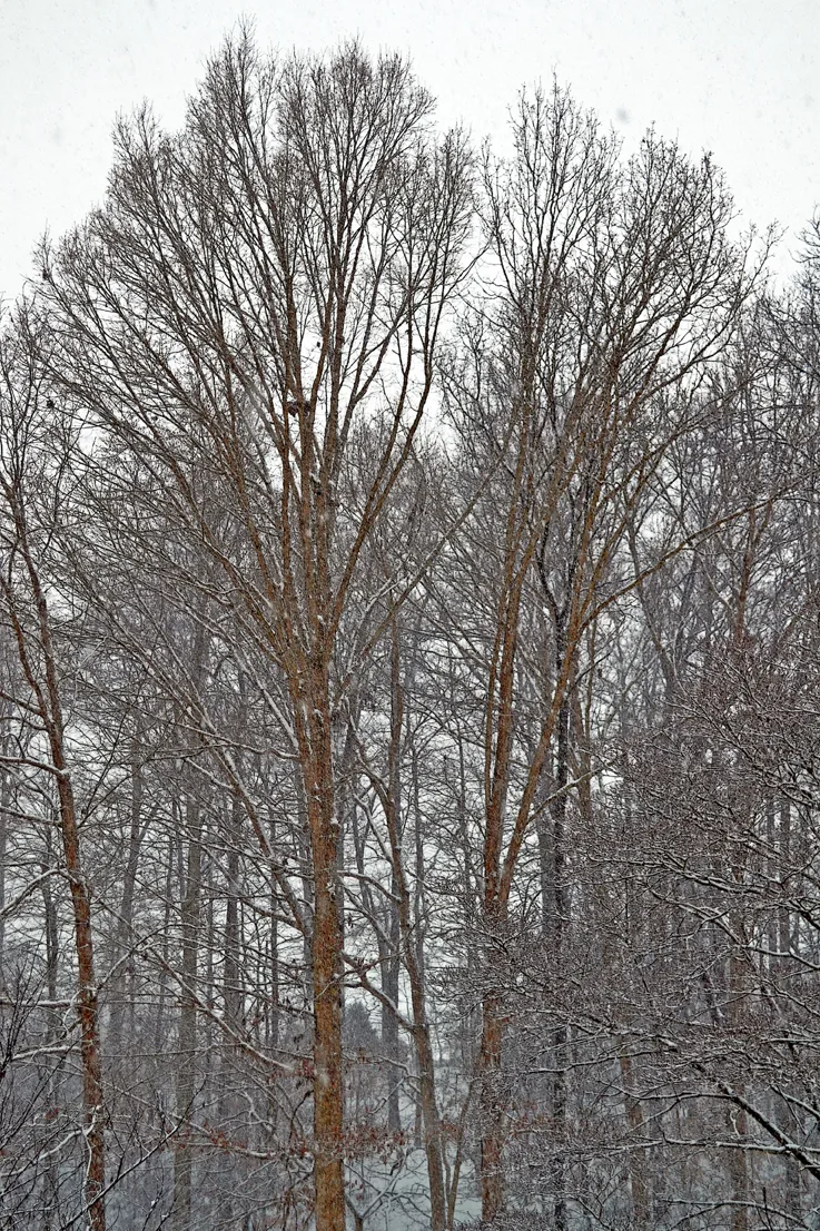 Backyard 2
