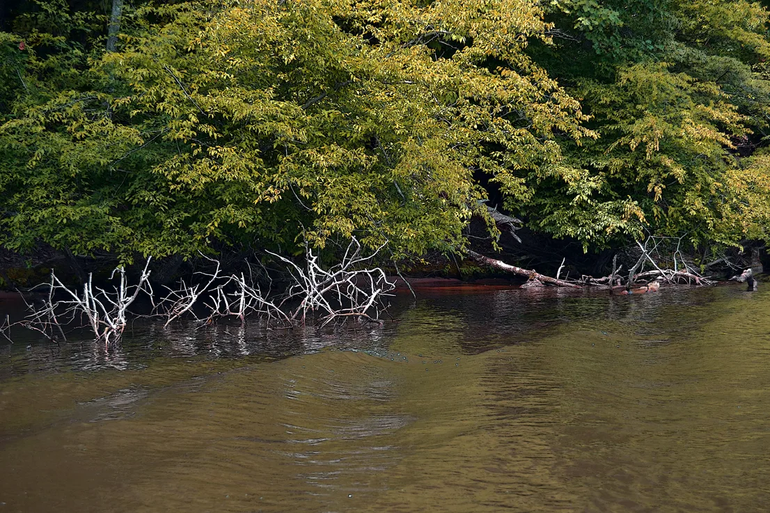 Yadkin-Peedee 4