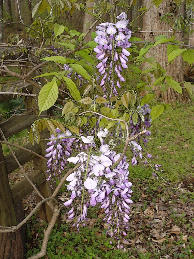 Wysteria 3 Wc