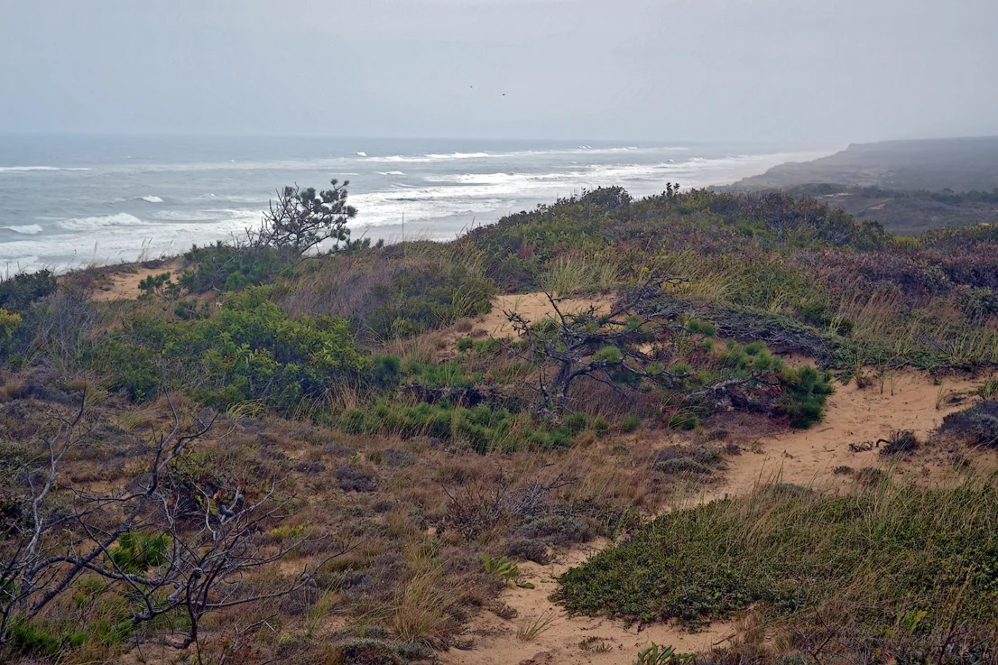 Cape Cod 3