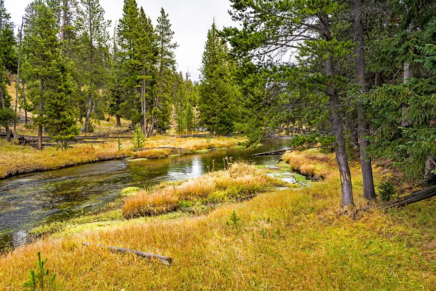 Yellowstone 8