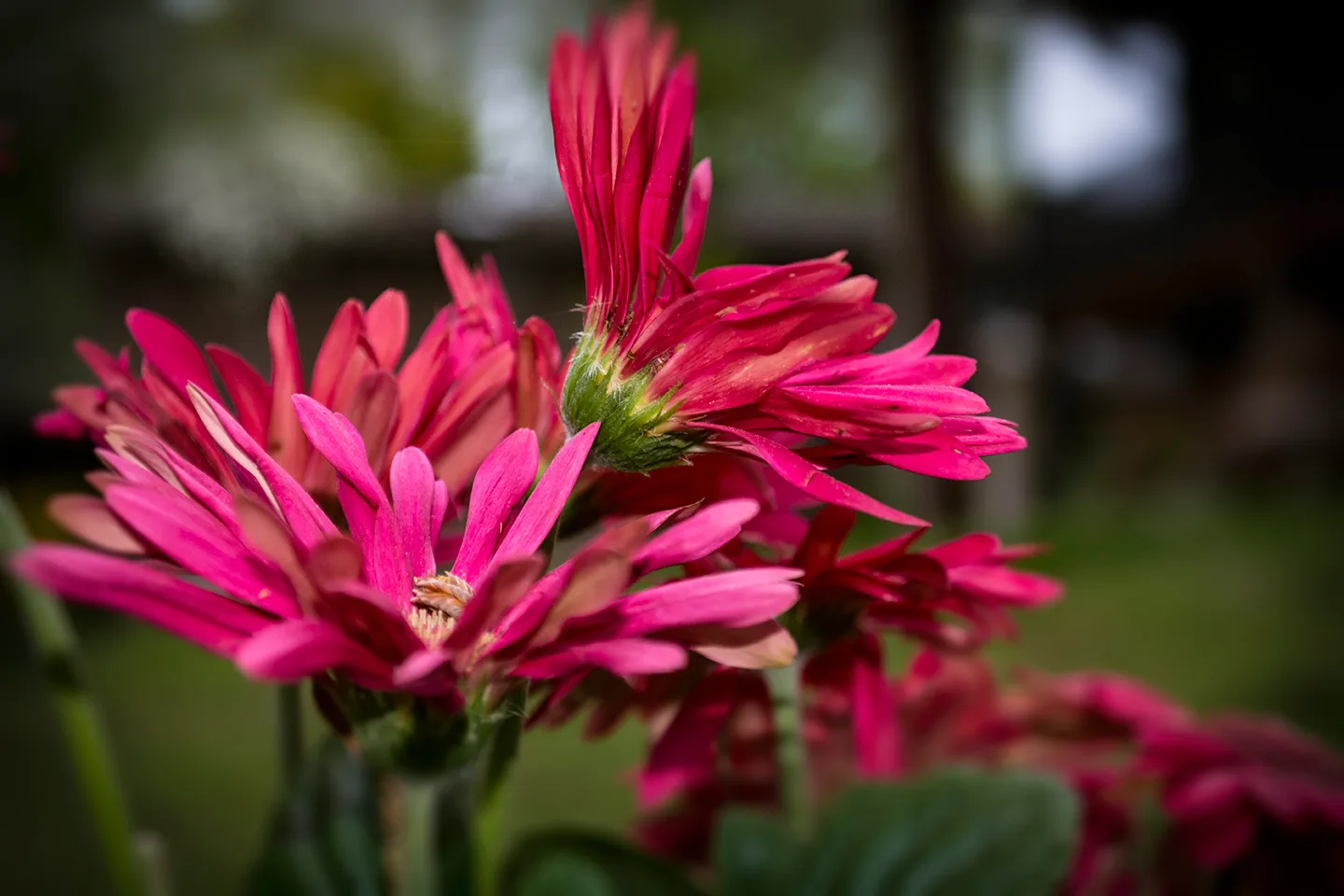 Daisy 1 2018
