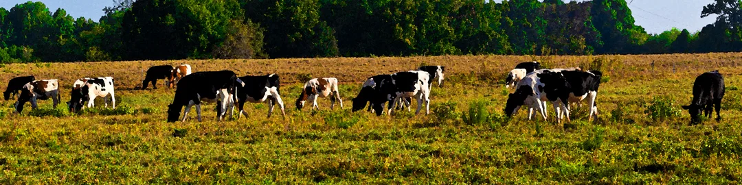 Cows
