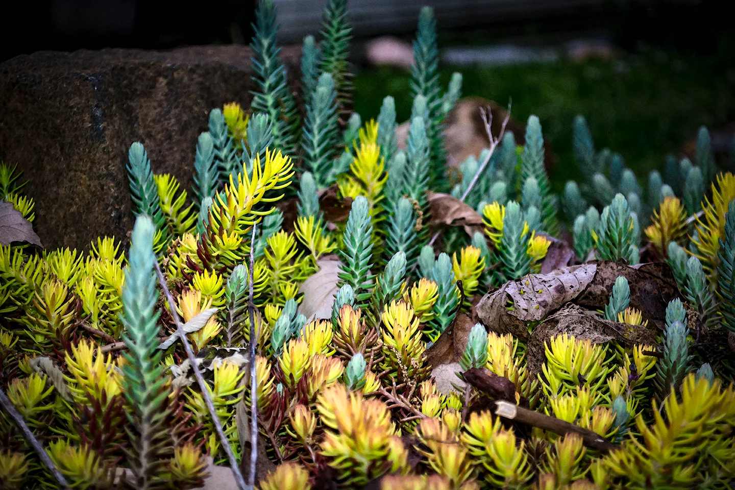 Iceplant 3