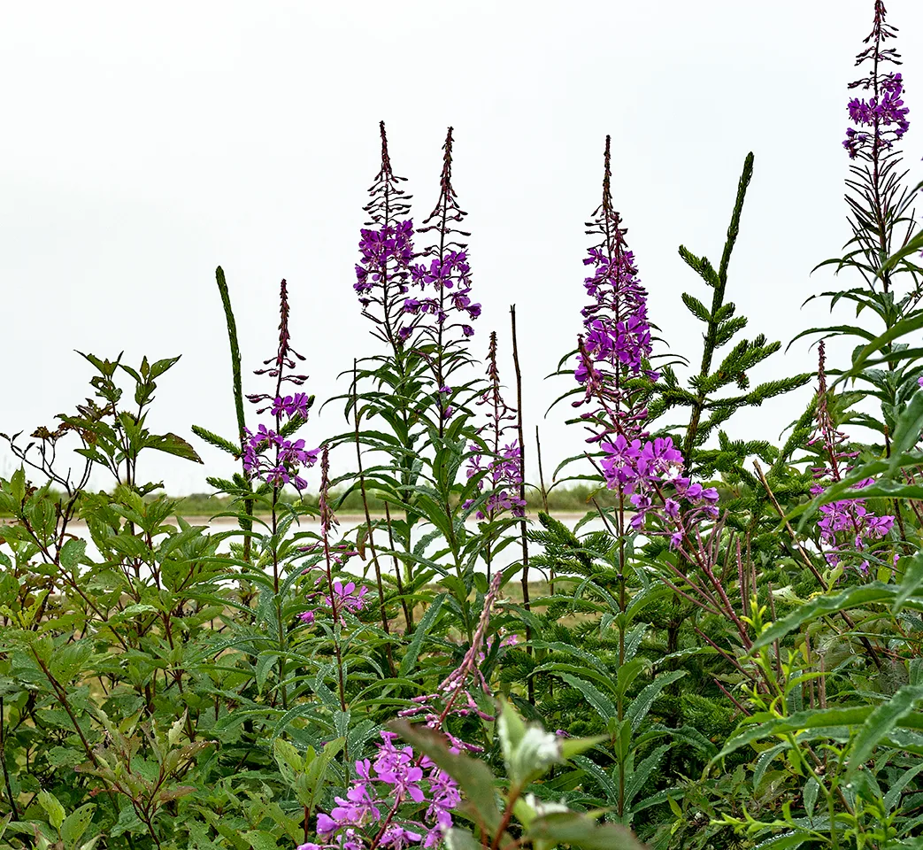 Maine 9