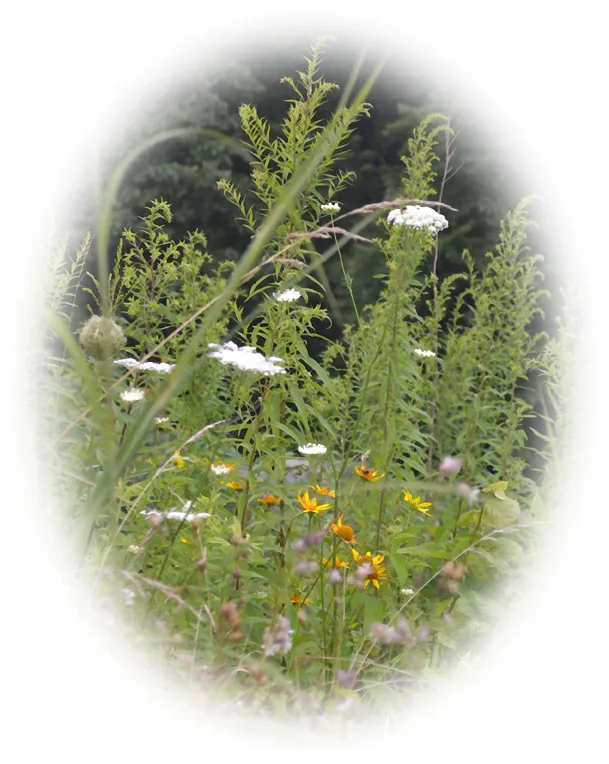 Wildflower Round