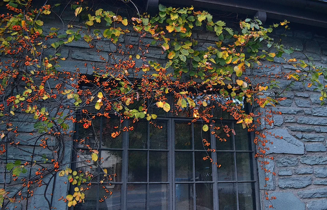 berries BlowingRock