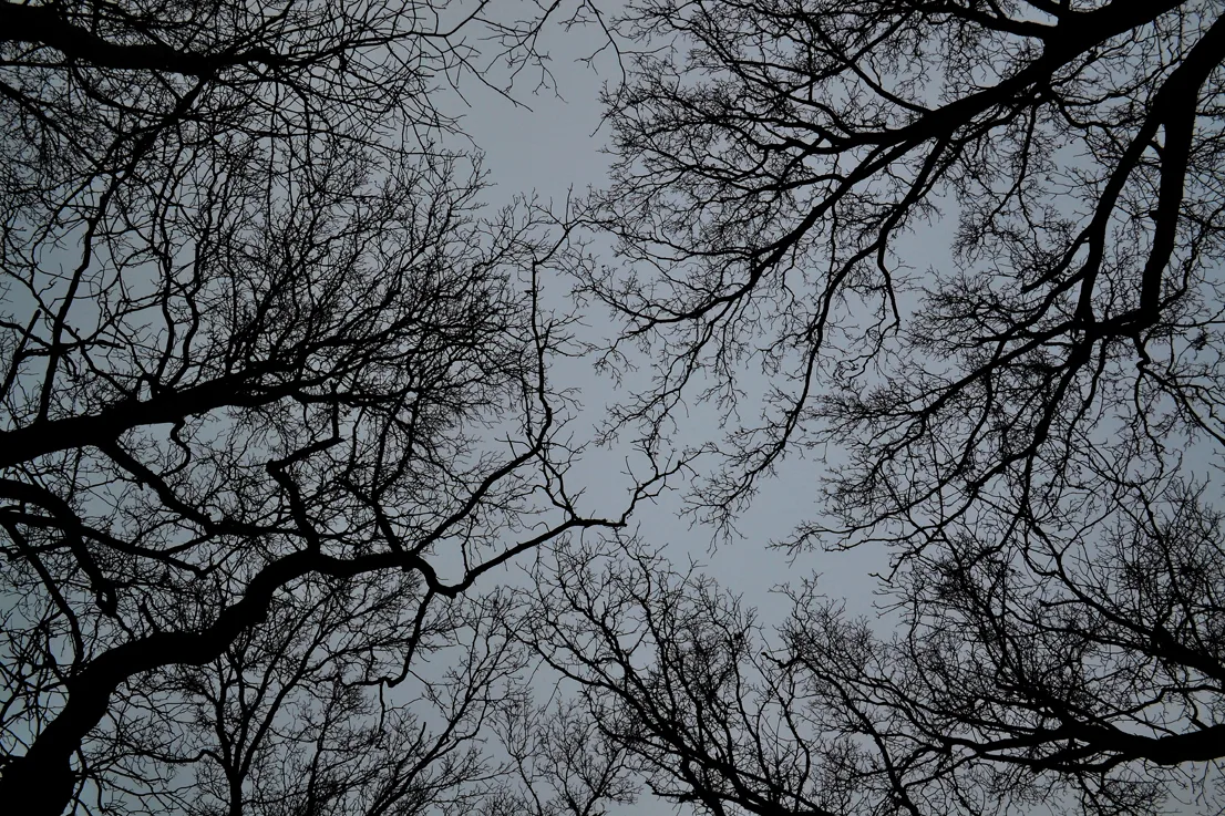 Tree Limbs