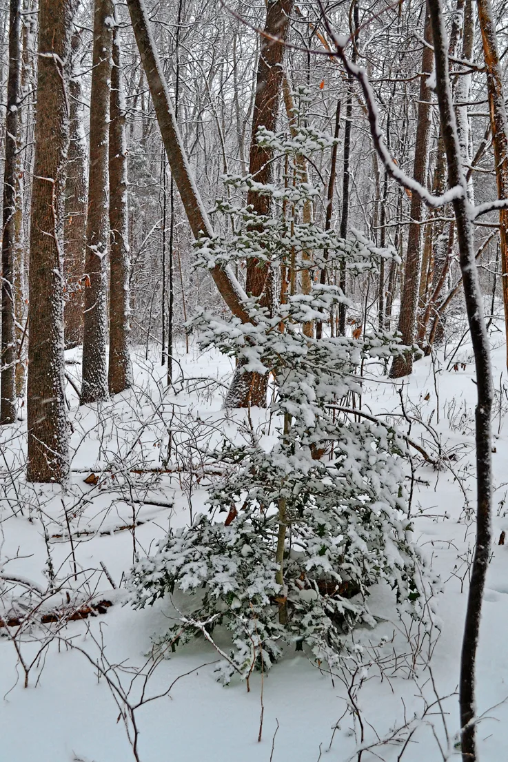 Backyard 6