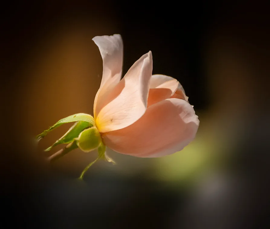 Rose 1