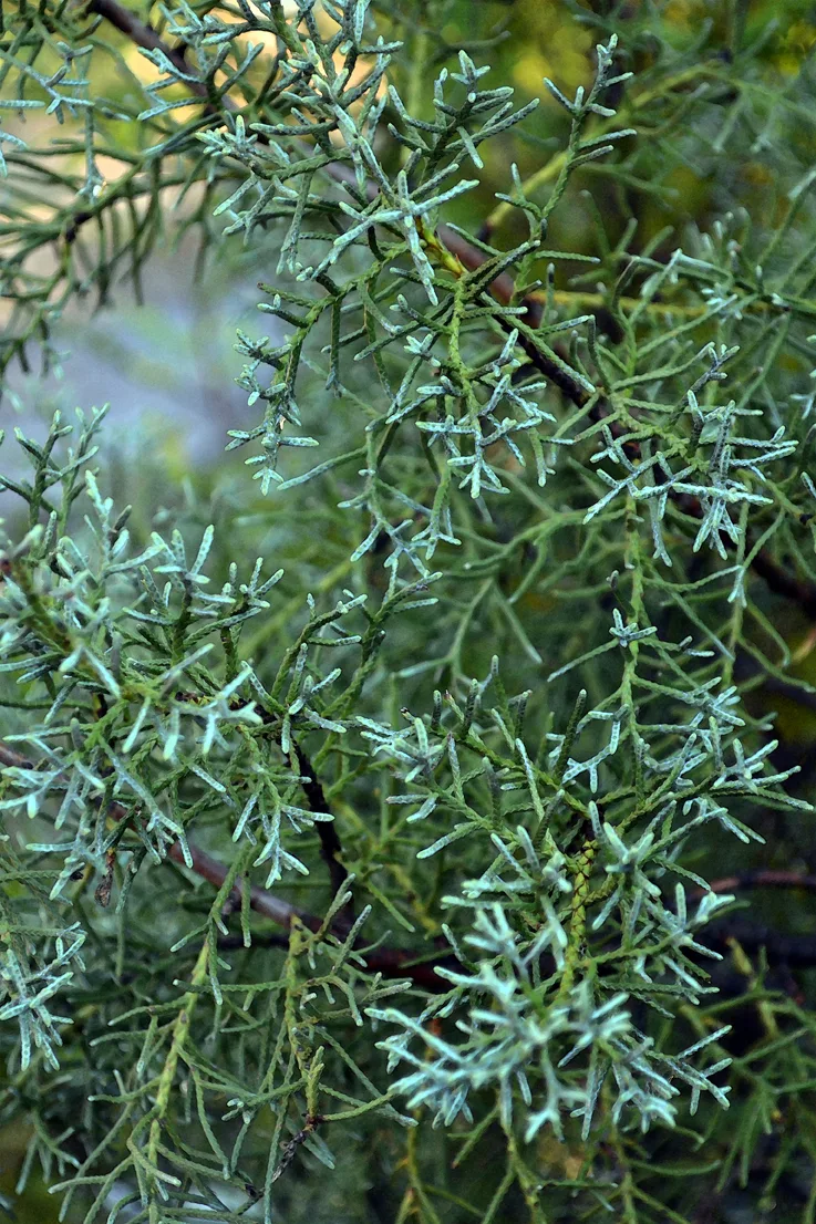 Fir