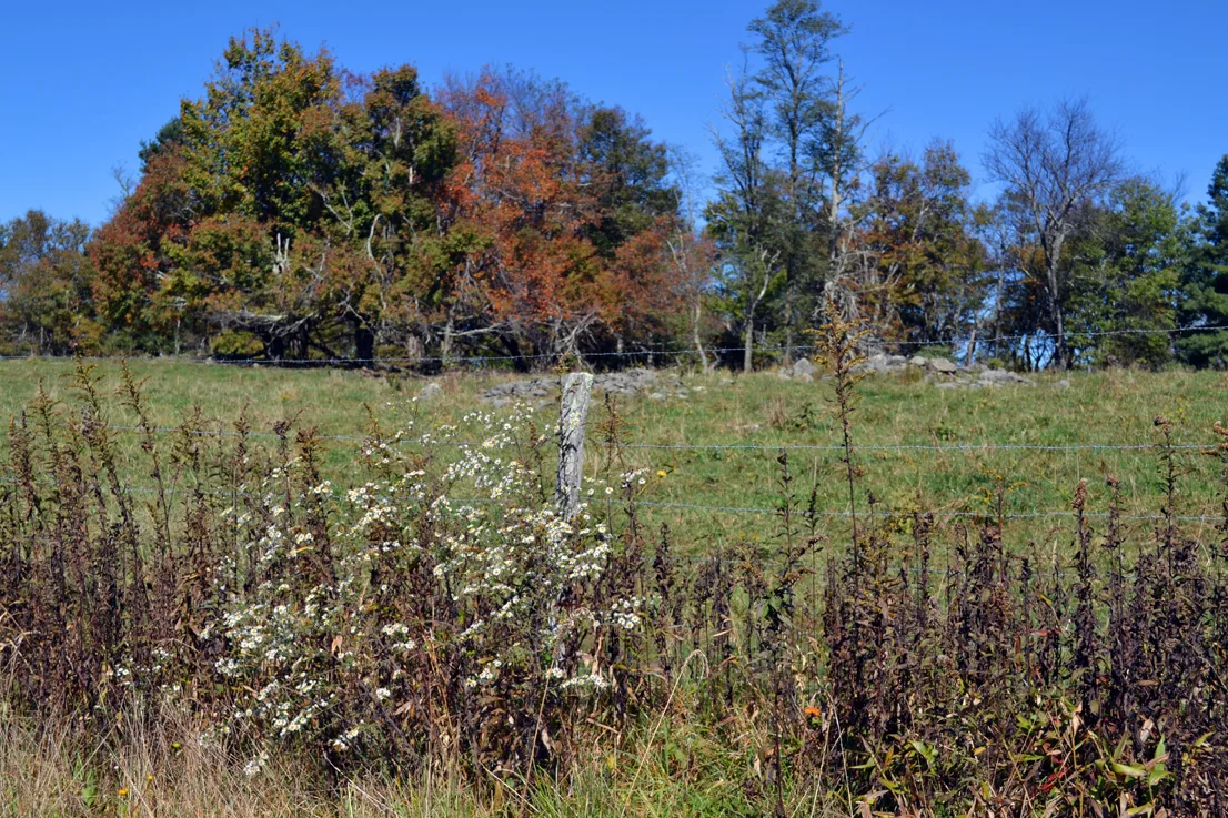 Barbed Fence 3