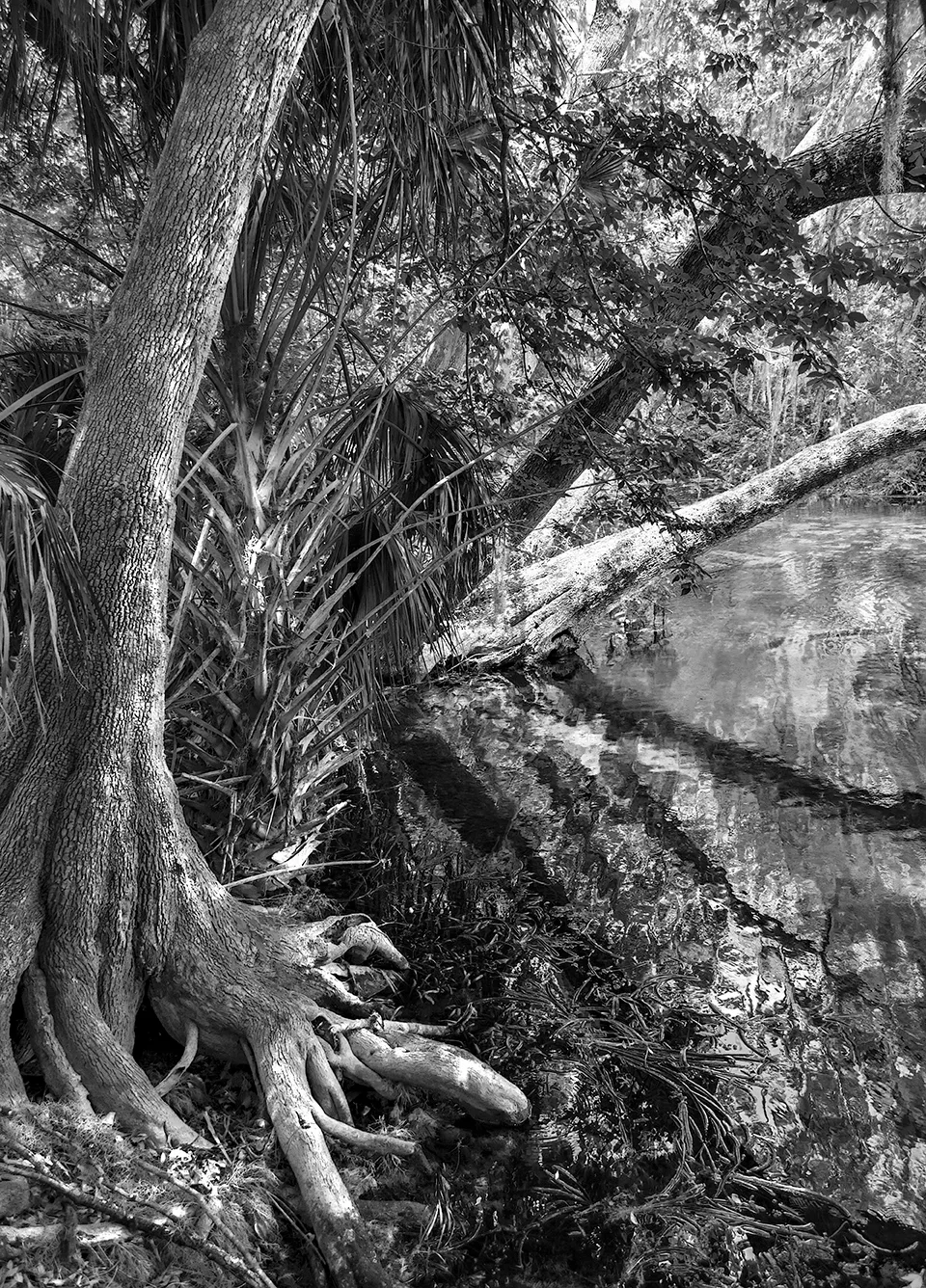 Silversprings 1 B&W