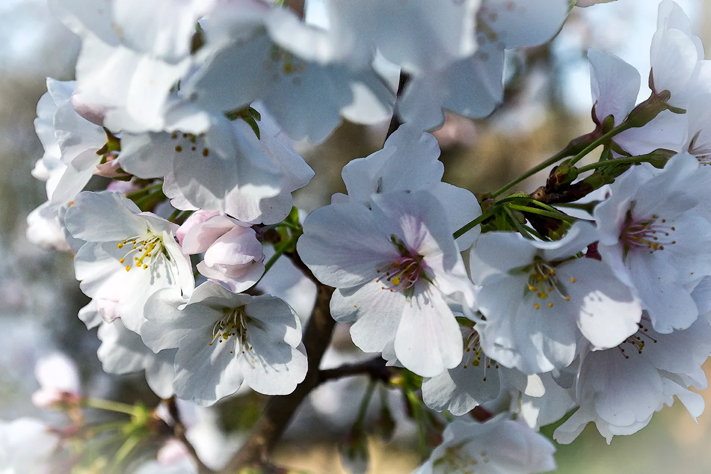 Whiteflowers
