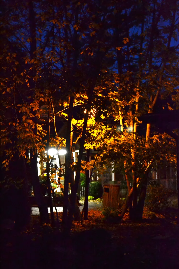 Trees X Br