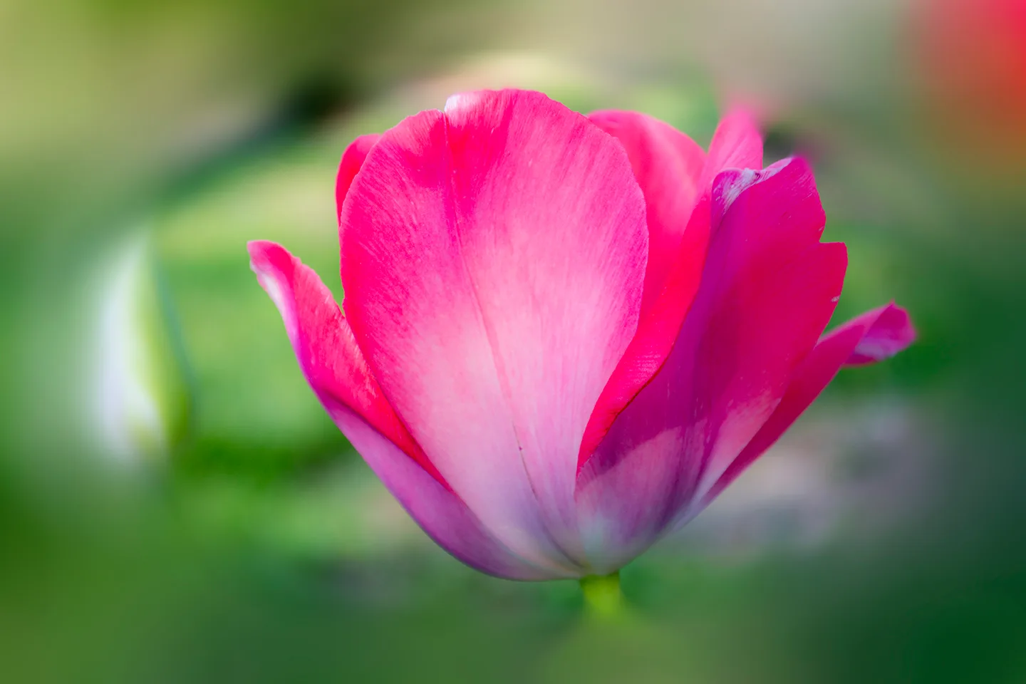 Tulip 3
