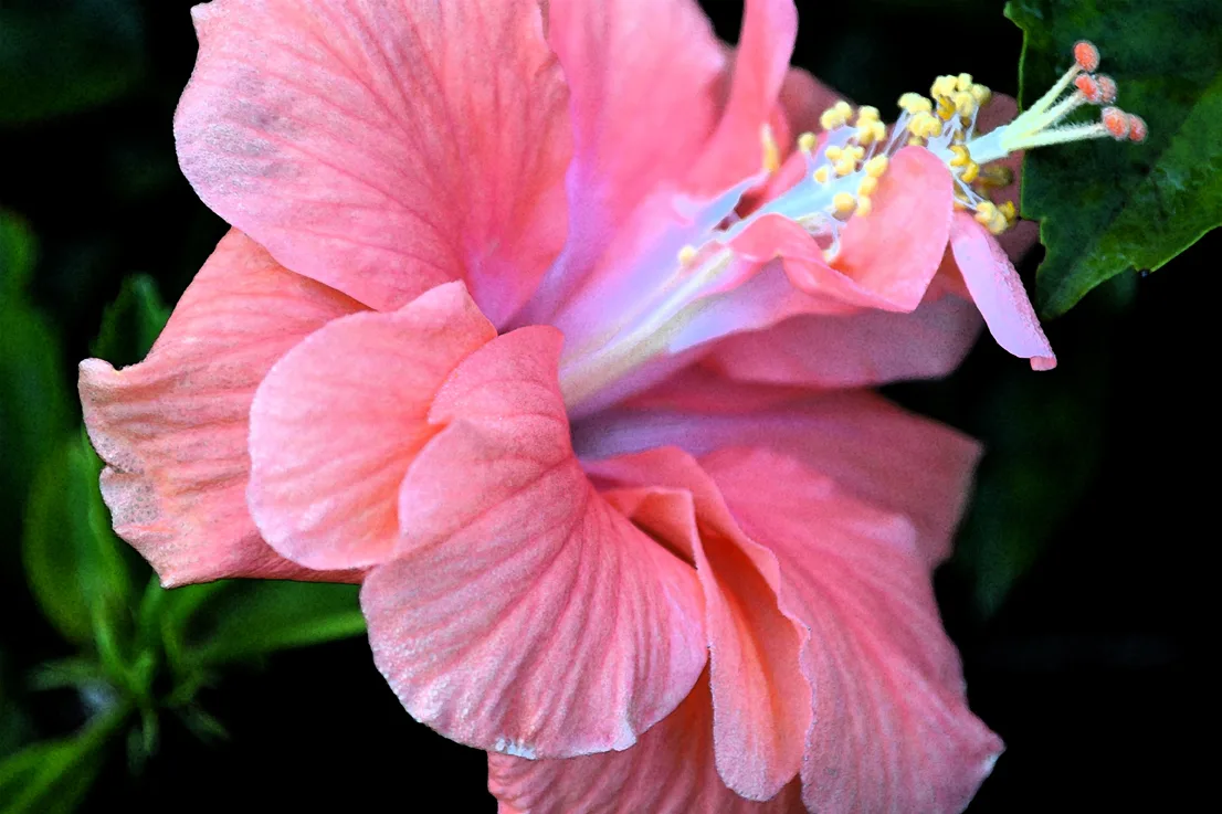 Hibiscus