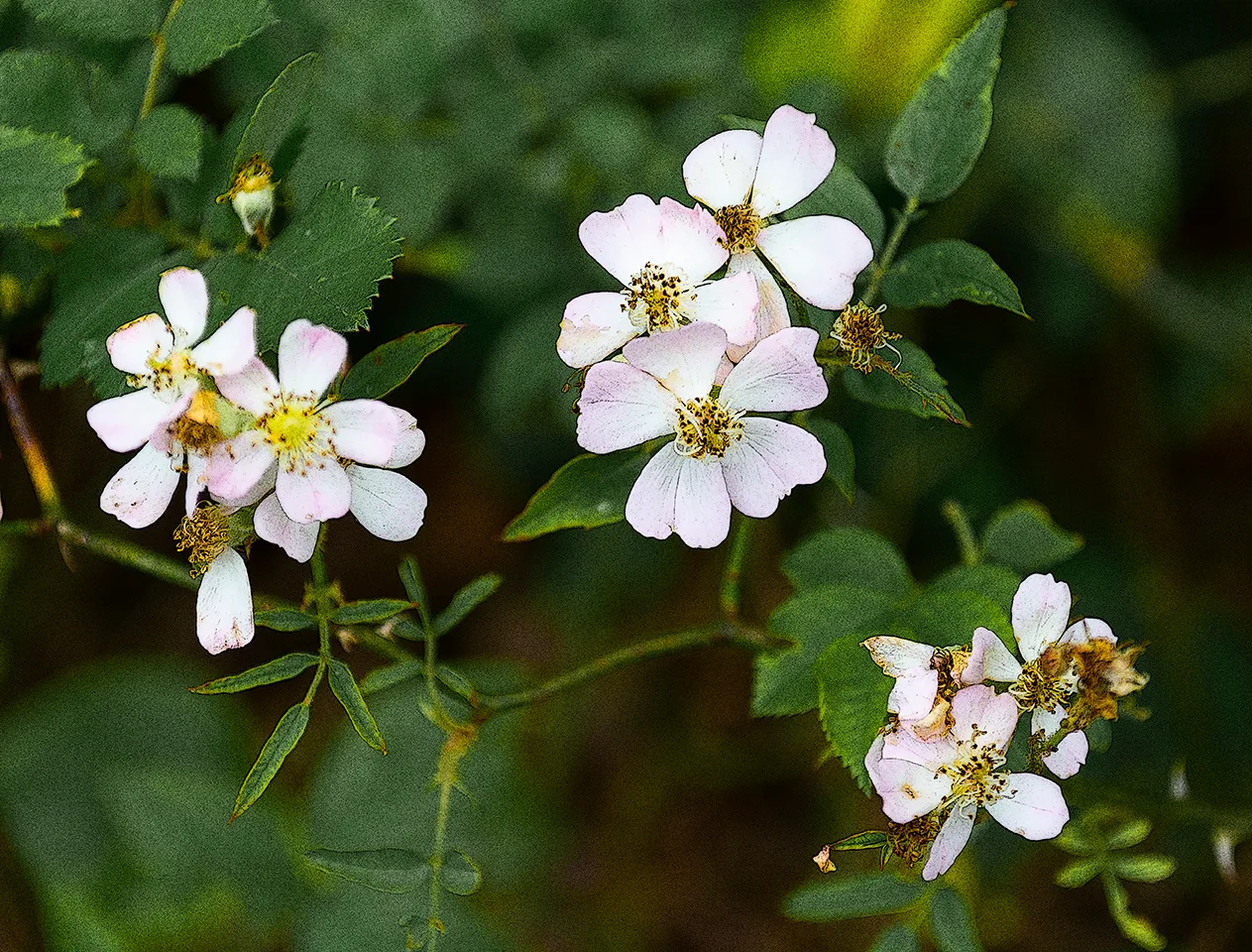 Wildrose 1